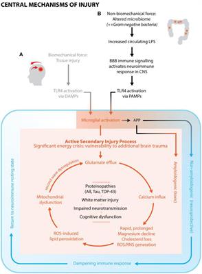 Environmental Subconcussive Injury, Axonal Injury, and Chronic Traumatic Encephalopathy